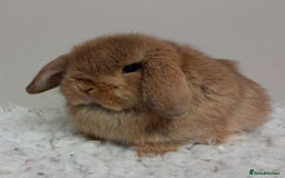 Mini Lop rabbits for sale: Vaccinated Min Lops-please read advert. - Image 2