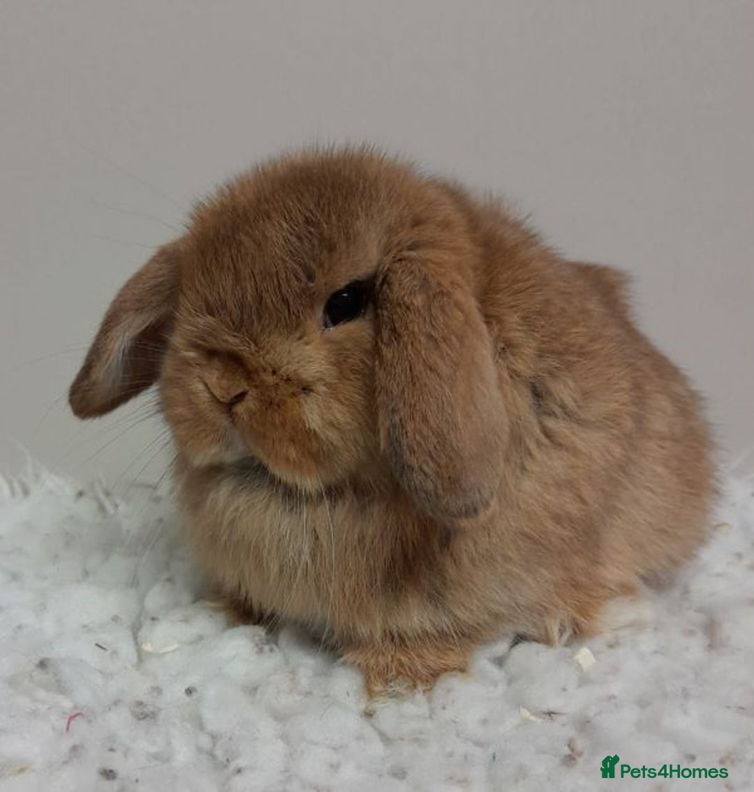 Mini Lop rabbits for sale: Vaccinated Min Lops-please read advert. - Image 2