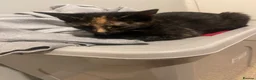 British Shorthair cats for sale: Cute Tortoises shell Female  - Advert 6