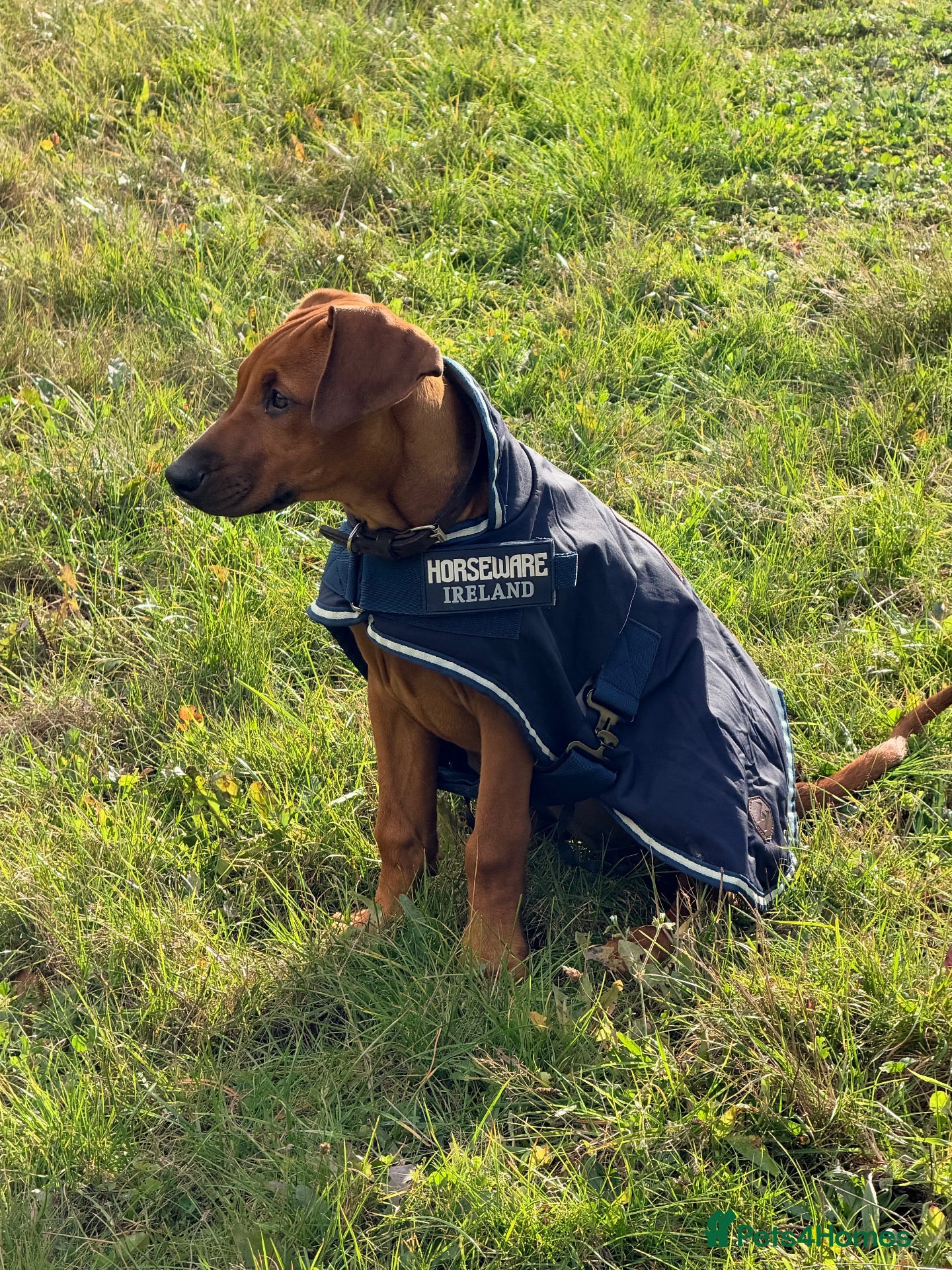 Rhodesian Ridgeback dogs for sale: KC RHODESIAN RIDGEBACK PUPPIE FOR SALE - Advert 2