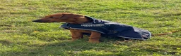 Rhodesian Ridgeback dogs for sale: KC RHODESIAN RIDGEBACK PUPPIE FOR SALE - Advert 1