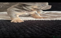 French Bulldog dogs for sale: French bulldogs  - Image 22