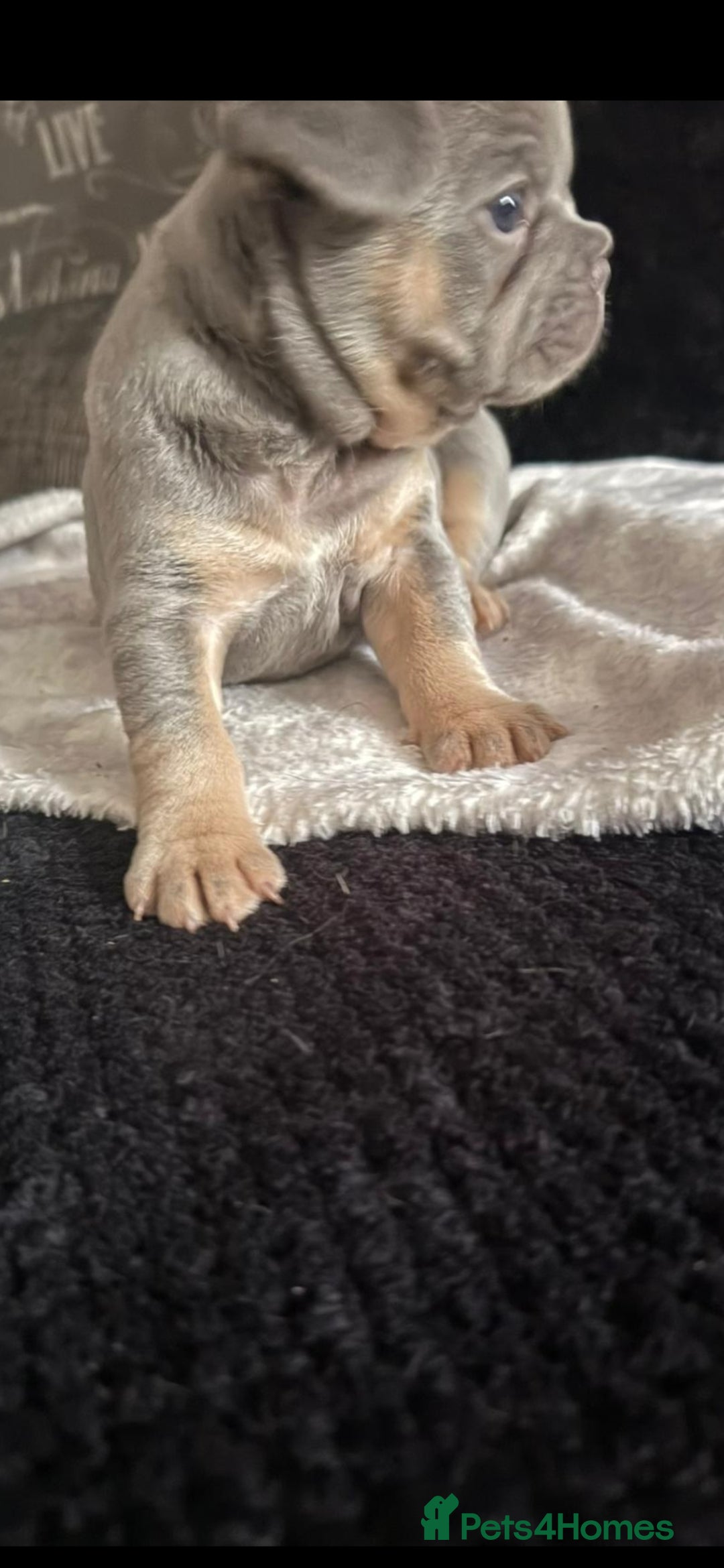 French Bulldog dogs for sale: French bulldogs  - Image 22