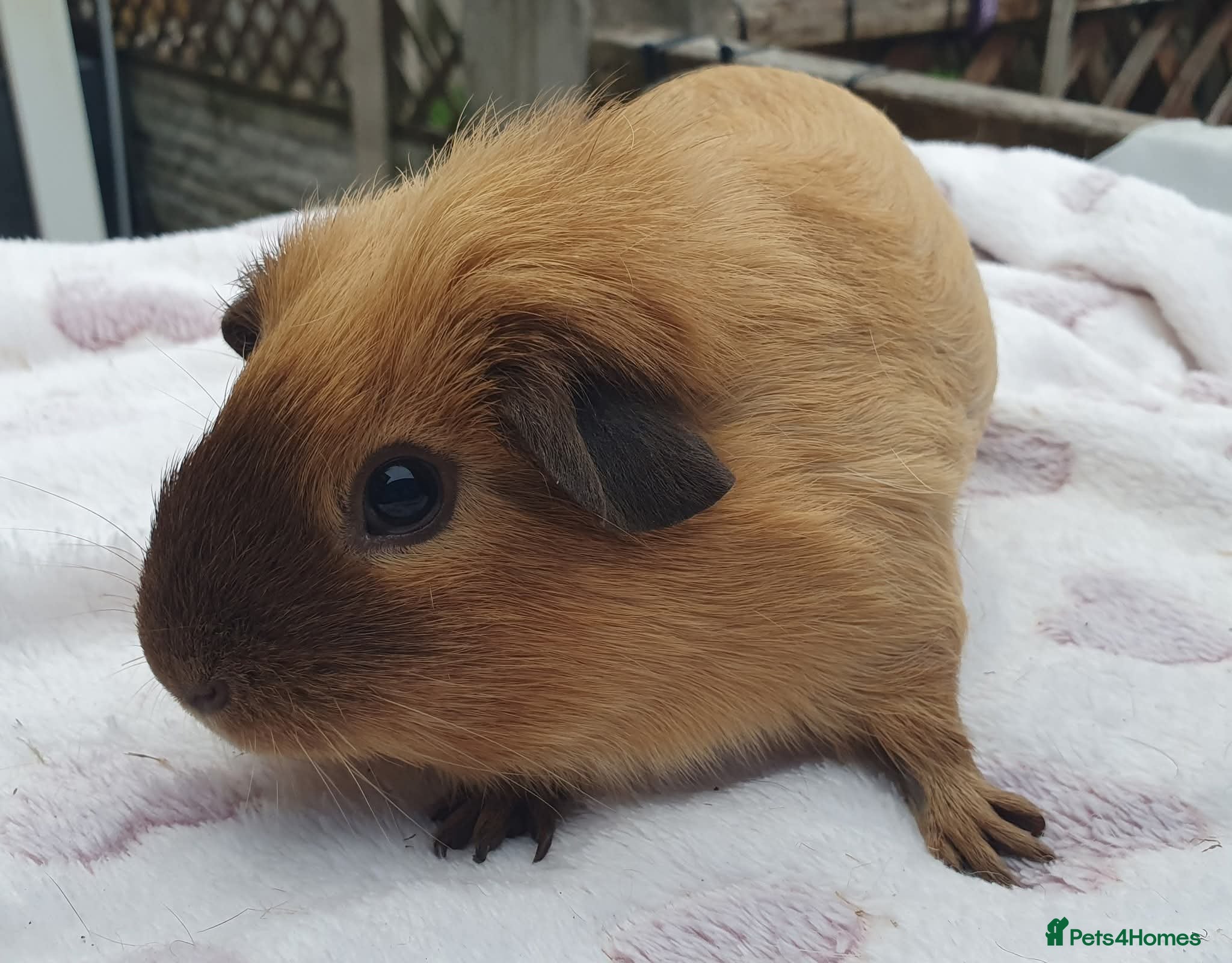 Guinea Pig rodents guinea pigs  - Advert 20