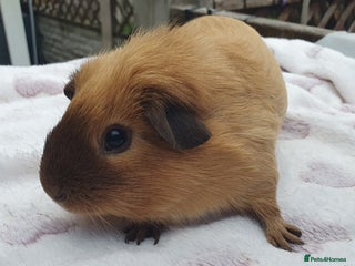 Guinea Pig rodents guinea pigs - Advert 20