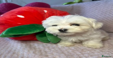 Maltese dogs - Advert 3