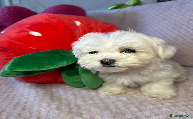 Maltese dogs - Advert 2