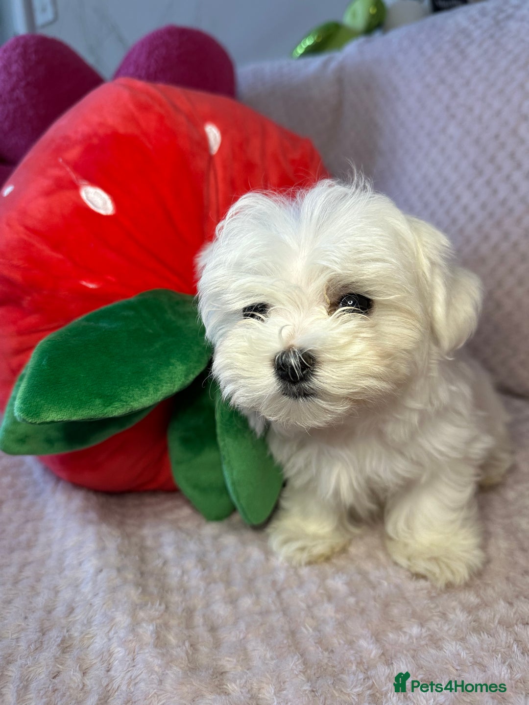 Korean Maltese Puppies Tiny Korean Maltese Puppies Ready Now