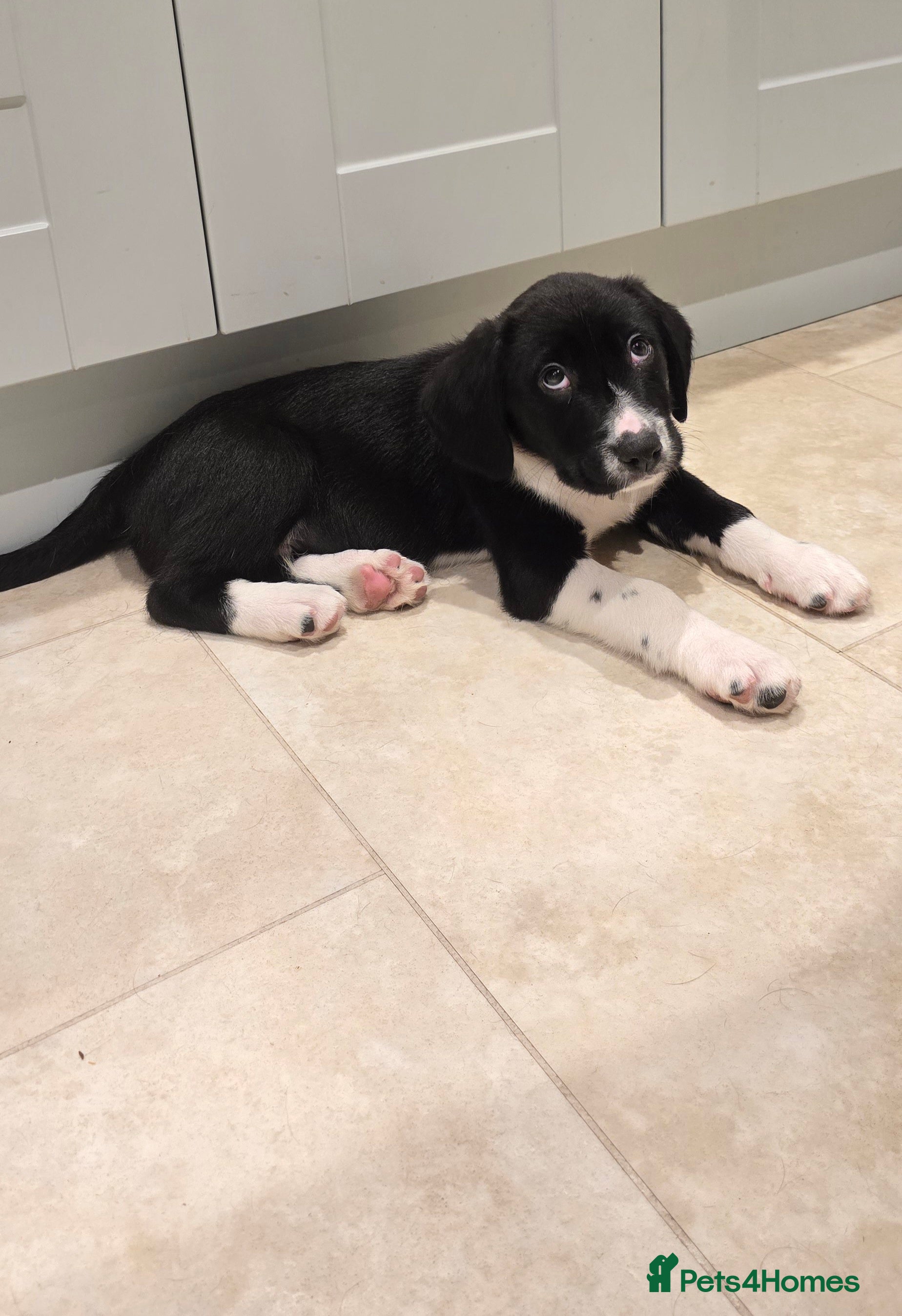 Sprollie dogs Sprollie Puppies - LAST BOY READY NOW - Advert 1