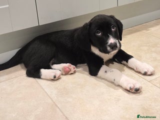 Sprollie dogs Sprollie Puppies - LAST BOY READY NOW - Advert 15