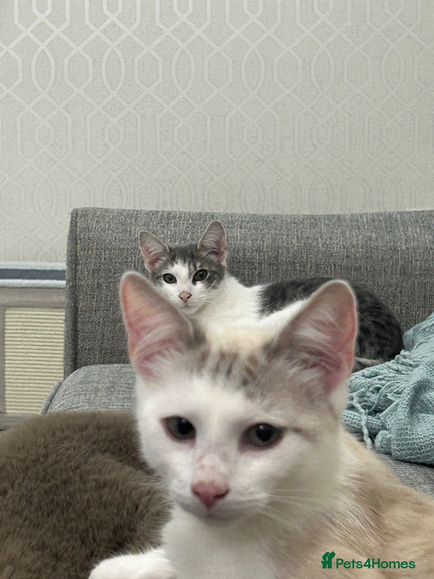 Mixed Breed cats 2 kitten male brothers  - Advert 14