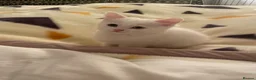 Mixed Breed cats for sale: 3 Adorable Half Persian Kittens for sale - Advert 12