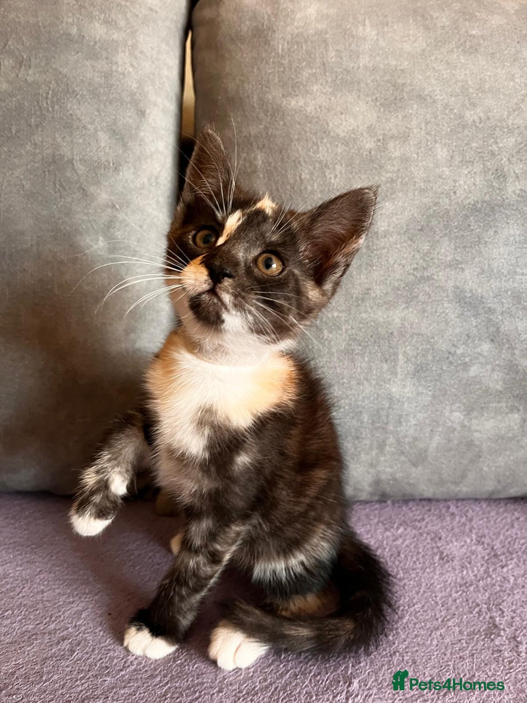 Maine Coon cats for sale: Half Maine Coon - Image 8