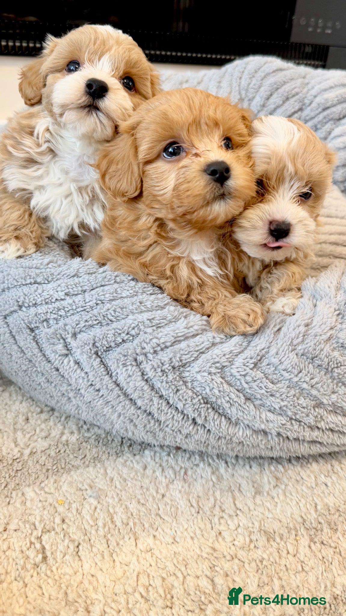 Maltipoo dogs ✨ Tiny Toy F1 Maltipoo pups ready soon ✨  - Advert 1