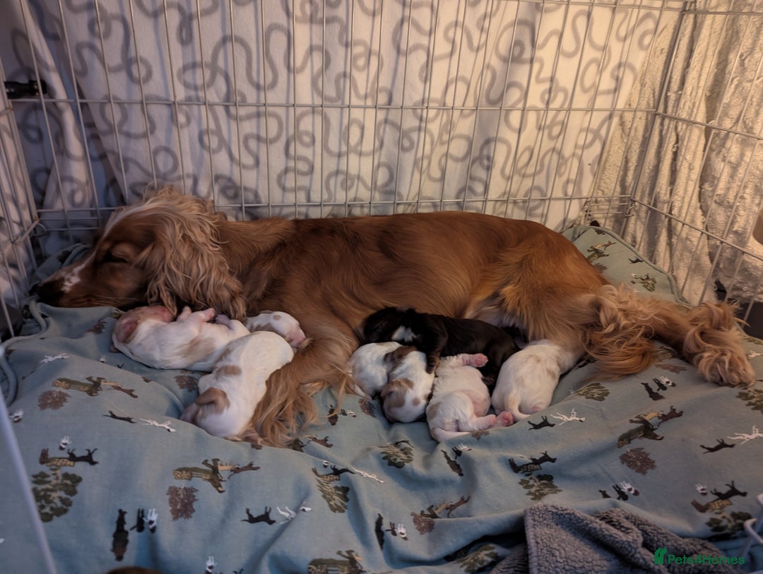 Cocker Spaniel dogs for sale: ✨ Showline Cocker Spaniel puppies for sale ✨ - Image 11