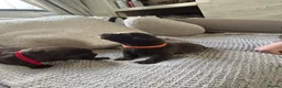 Labrador Retriever dogs for sale: KC Labrador puppies - Advert 5