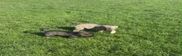 German Shepherd dogs for sale: 2 German Shepherd Pups in Huddersfield - Advert 2
