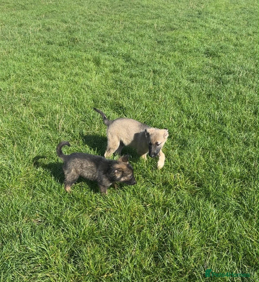 German Shepherd dogs for sale: 2 German Shepherd Pups in Huddersfield - Advert 2