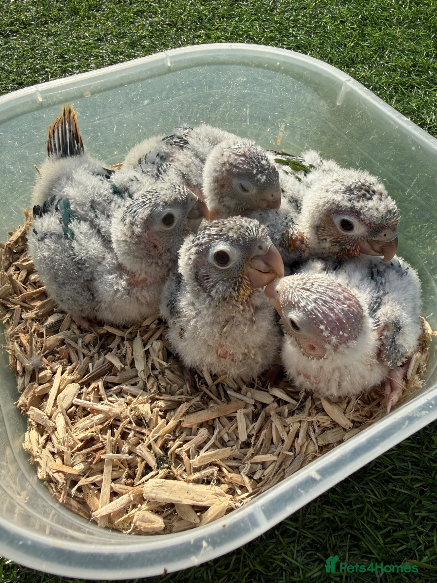 Conures birds Baby conures - Advert 1