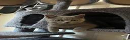 British Shorthair cats for sale: Beautiful Blue British Shorthair Female – £400 - Advert 4