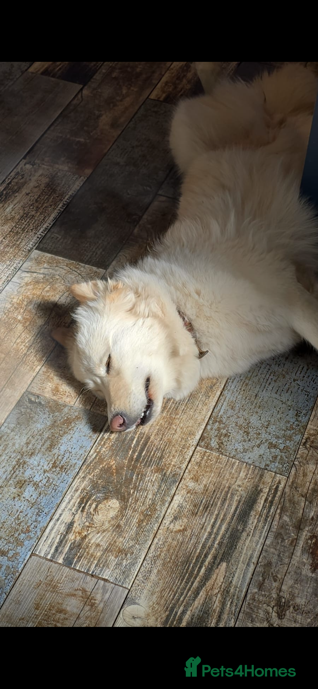 Mixed Breed dogs Golden Samoyed Girl - Advert 1