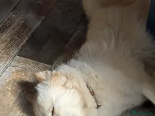 Mixed Breed dogs Golden Samoyed Girl - Advert 1