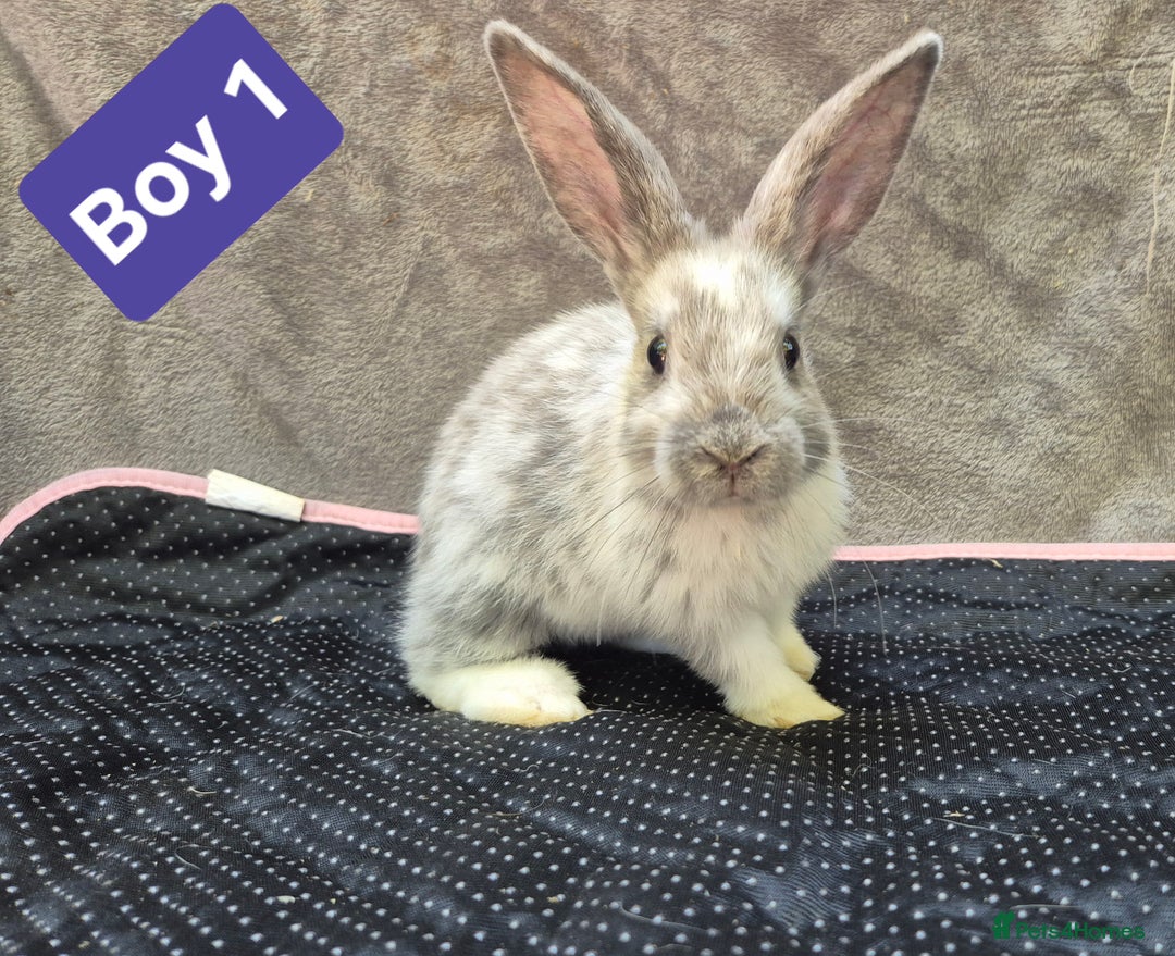 Mini Lop rabbits for sale: Mini plush lops  - Image 10