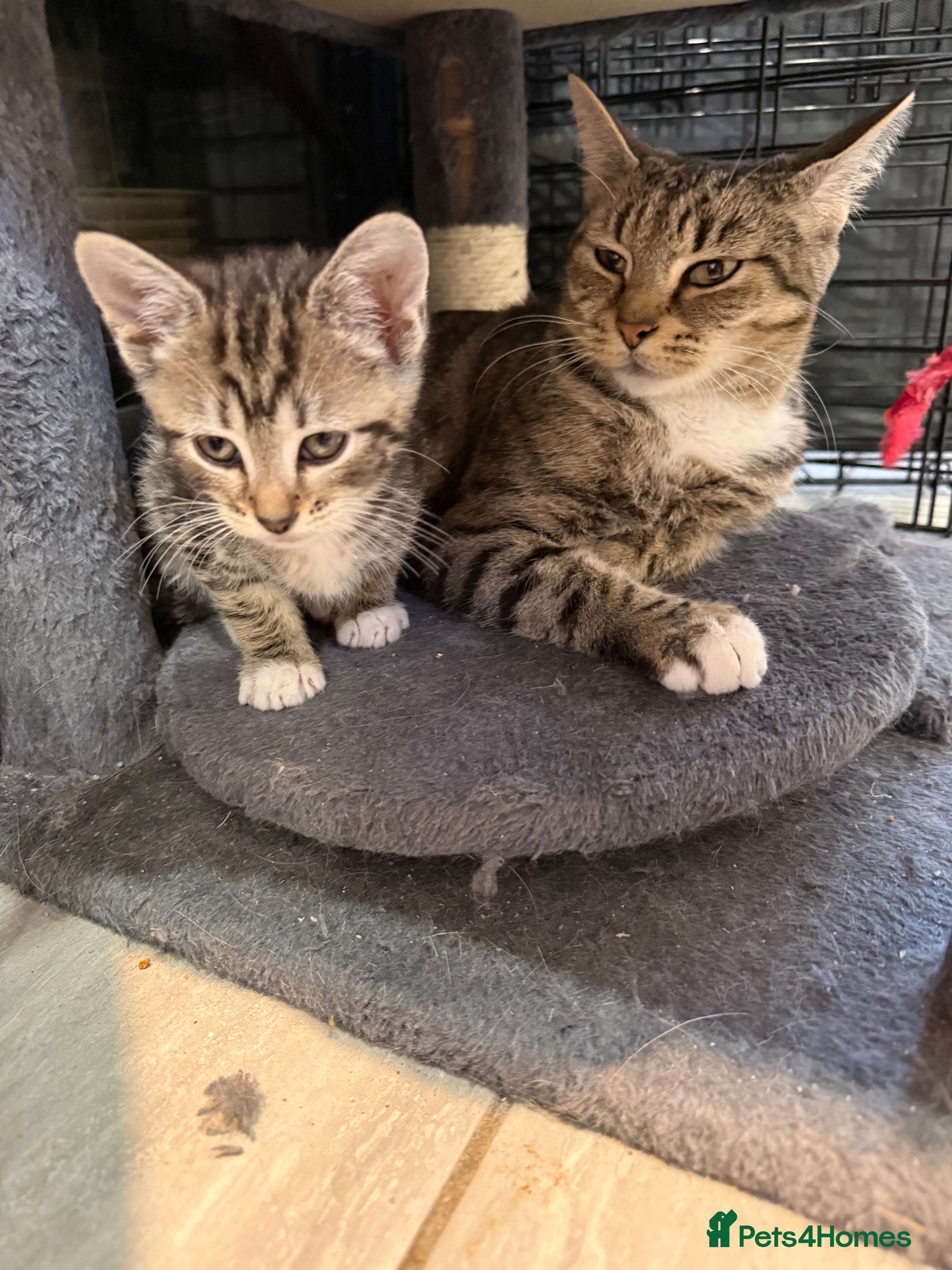 Mixed Breed cats Mixed breed kittens  - Advert 5