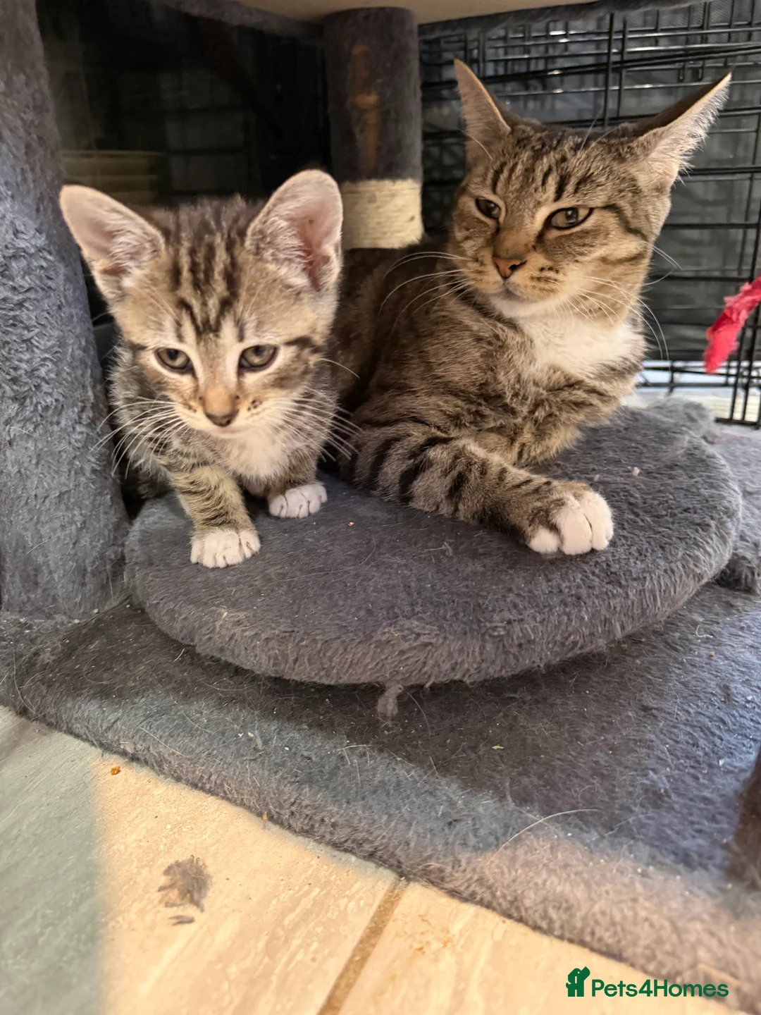 Mixed Breed cats for sale: Mixed breed kittens  - Advert 1