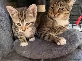 Mixed Breed cats Mixed breed kittens - Advert 1