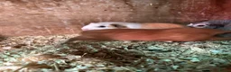 Guinea Pig rodents for sale: Female guinea pigs - Advert 2