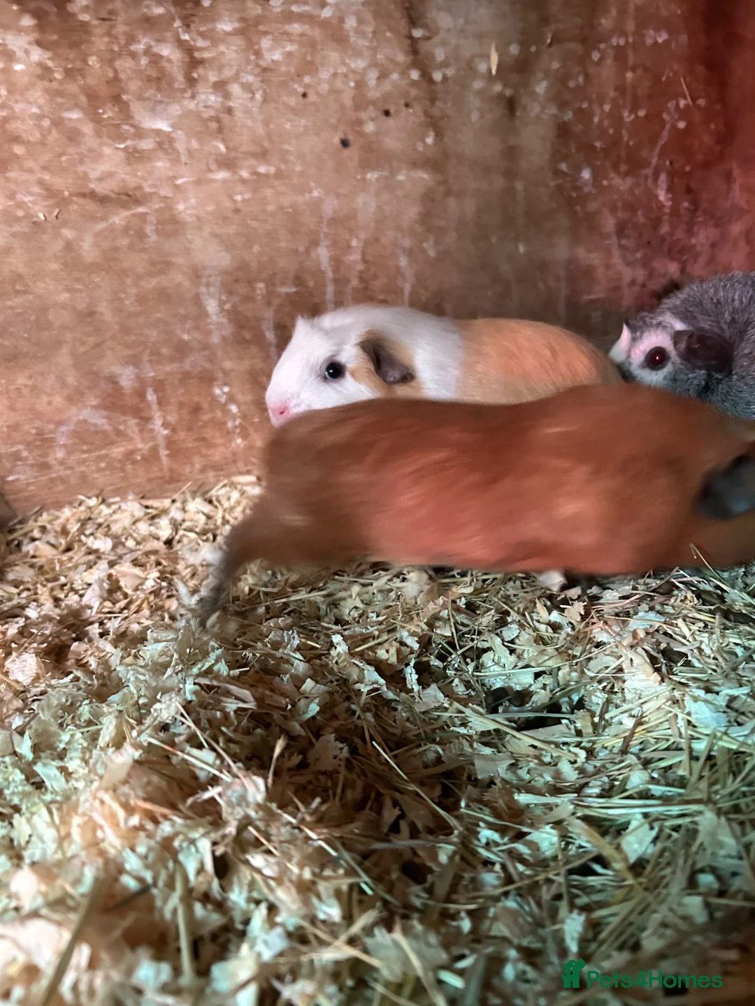 Guinea Pig rodents for sale: Female guinea pigs - Advert 2