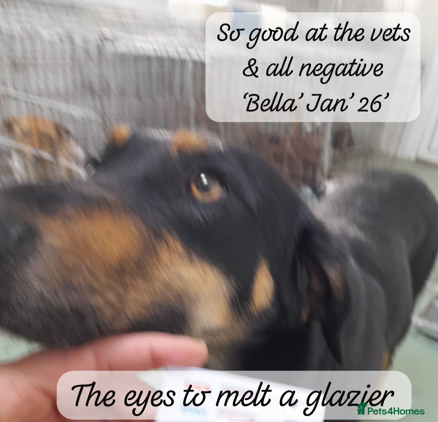 Mixed Breed dogs Bella, 2 yrs old. Available for adoption. - Advert 3