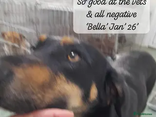 Mixed Breed dogs Bella, 2 yrs old. Available for adoption. - Advert 3