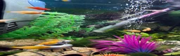 Other/Mixed Breed fish for sale: Tropical fish - mollies, platies and guppies - Advert 5