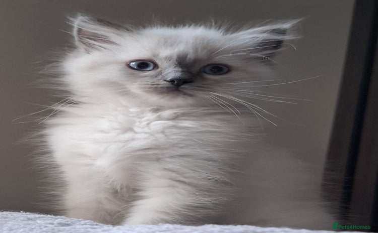 Ragdoll cats - Advert 1