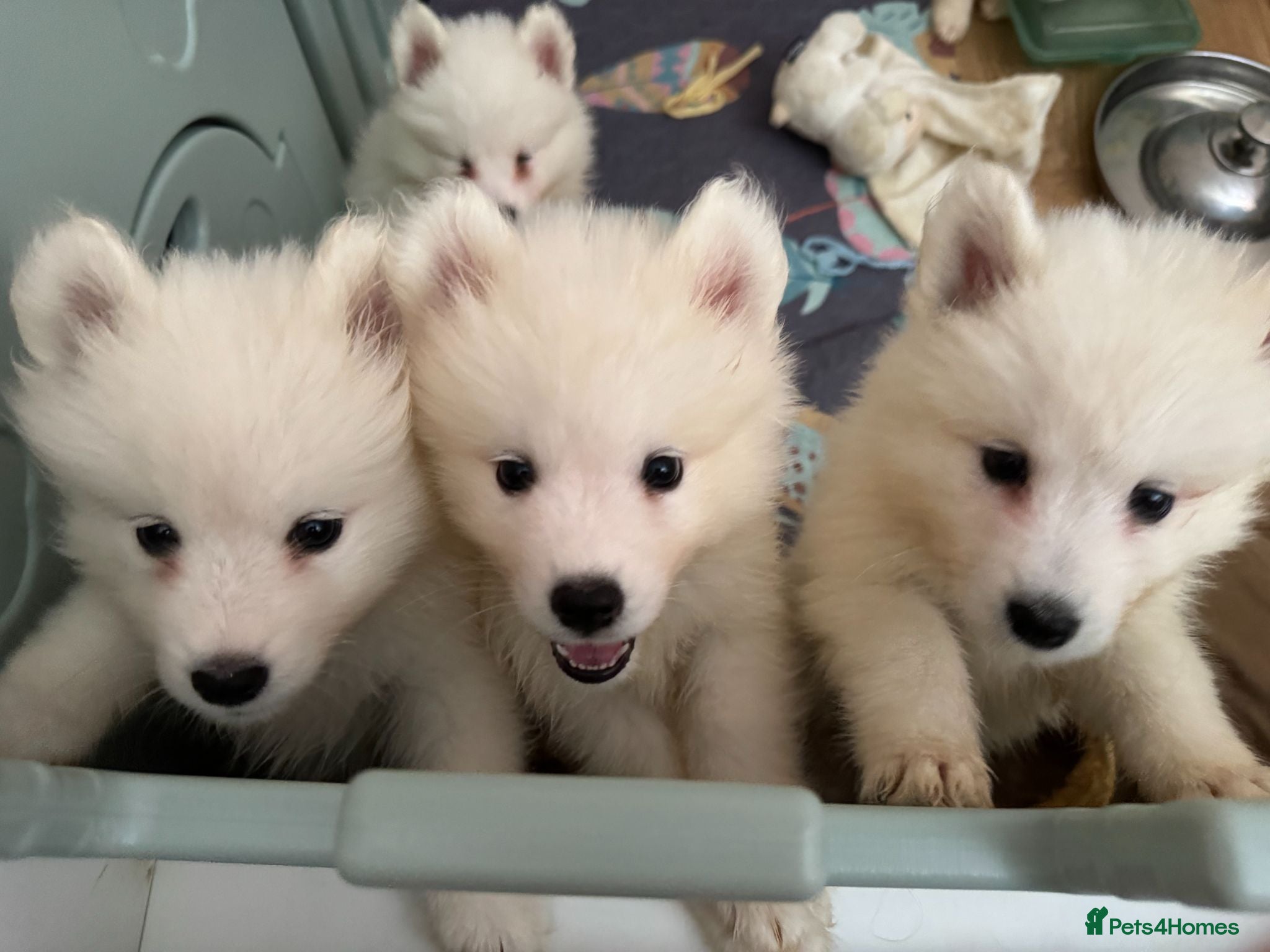 Samoyed dogs Crufts line + health tested Samoyeds - Advert 6