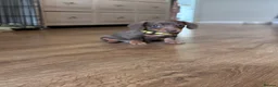Miniature Dachshund dogs for sale: Beautiful chocolate mini dachshund puppy’s   - Advert 4