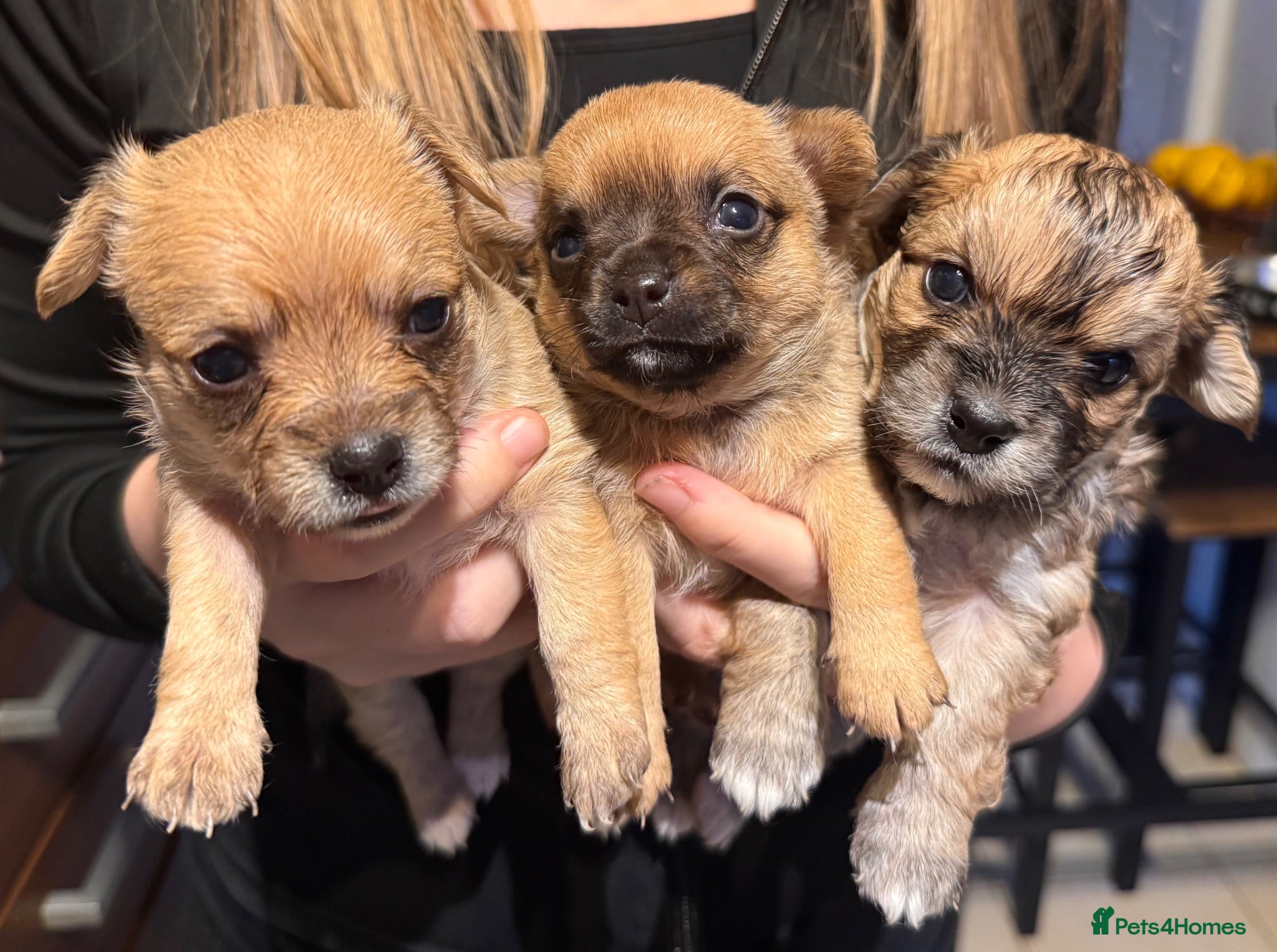 Pomchi dogs Pomchi puppies - Advert 13