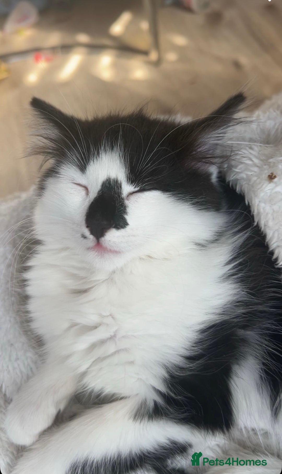 Domestic Shorthair cats for sale: Adorable male kitten - Image 3