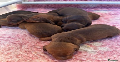 Dachshund dogs - Advert 3