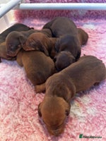 Dachshund dogs - Advert 9