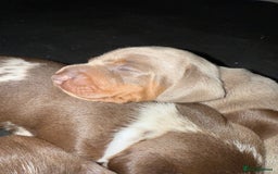 Miniature Dachshund dogs for sale: Beautiful kc mini dachshunds  - Image 18