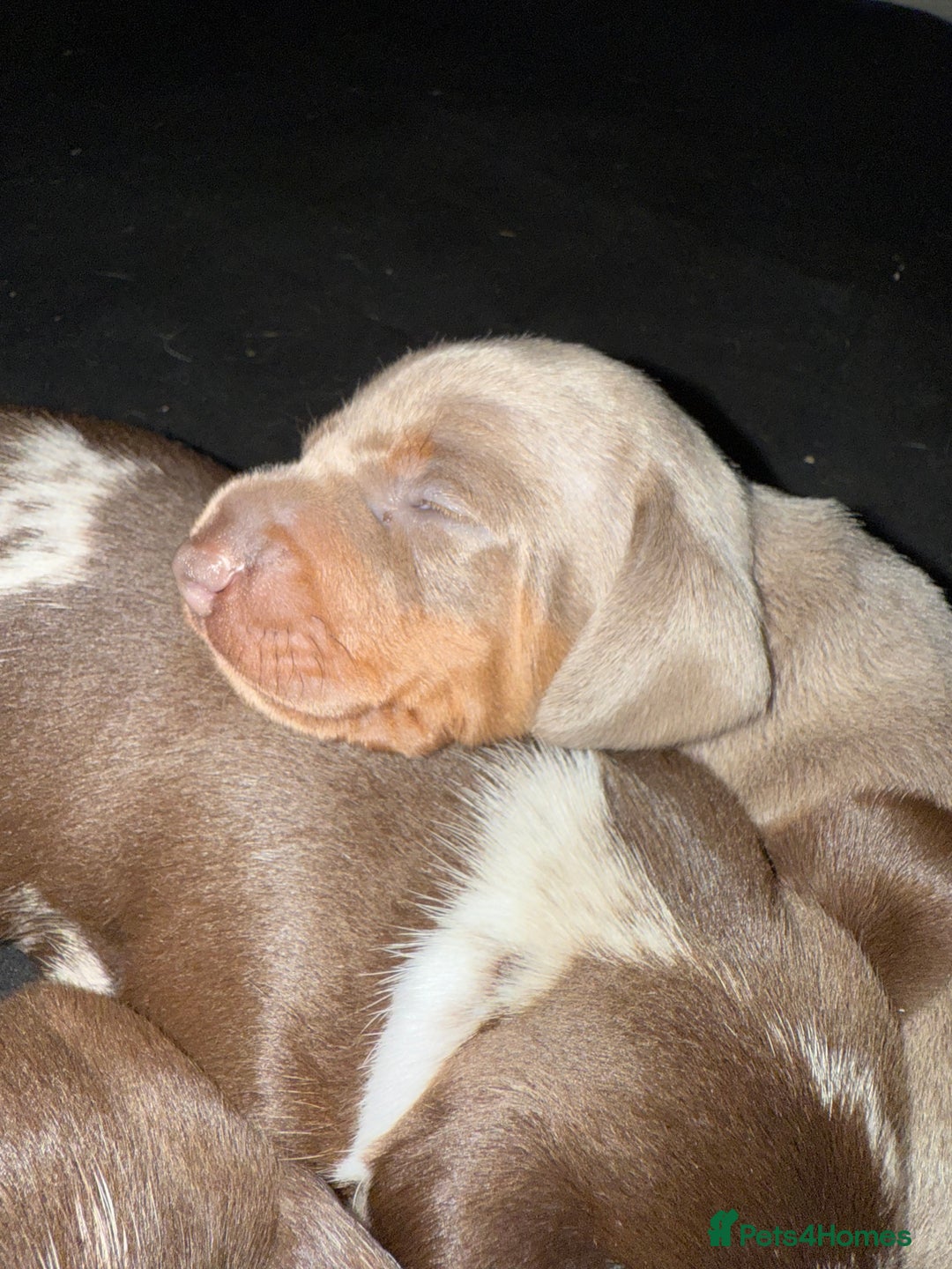 Miniature Dachshund dogs for sale: Beautiful kc mini dachshunds  - Image 18