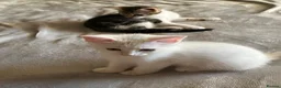 Mixed Breed cats for sale: 4 beautiful kittens 🐾 - Advert 7