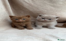 British Shorthair cats for sale: British Shorthair Kittens - Brown, lilac, silver in Birmingham - Image 5