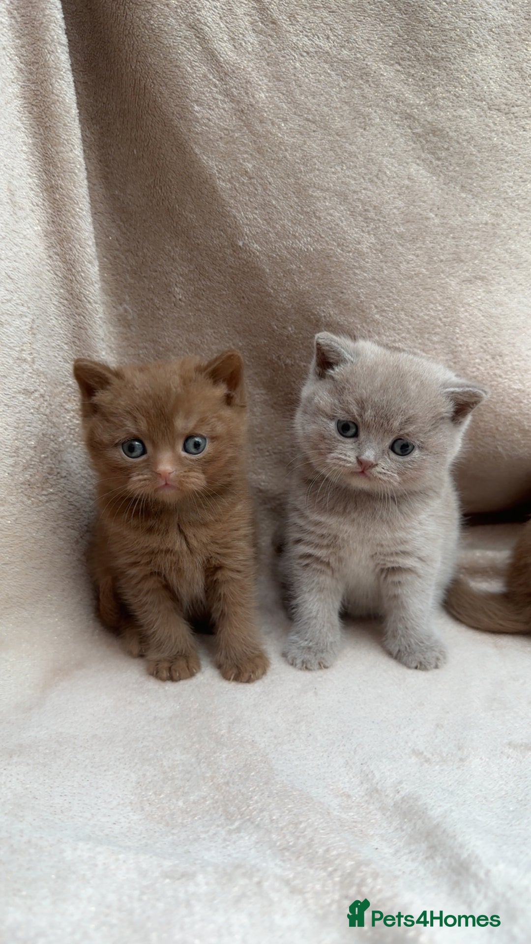 British Shorthair cats for sale: British Shorthair Kittens - Brown, lilac, silver in Birmingham - Image 5