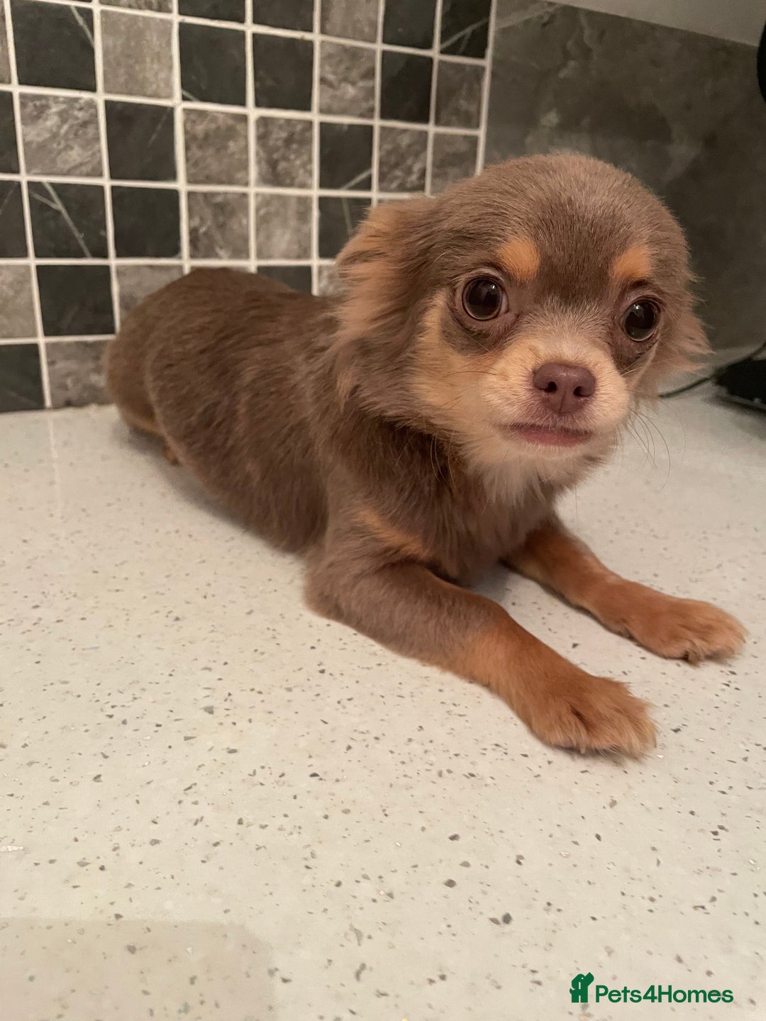 Chihuahua dogs for sale: Mini  **  chihuahua puppies  - Advert 8