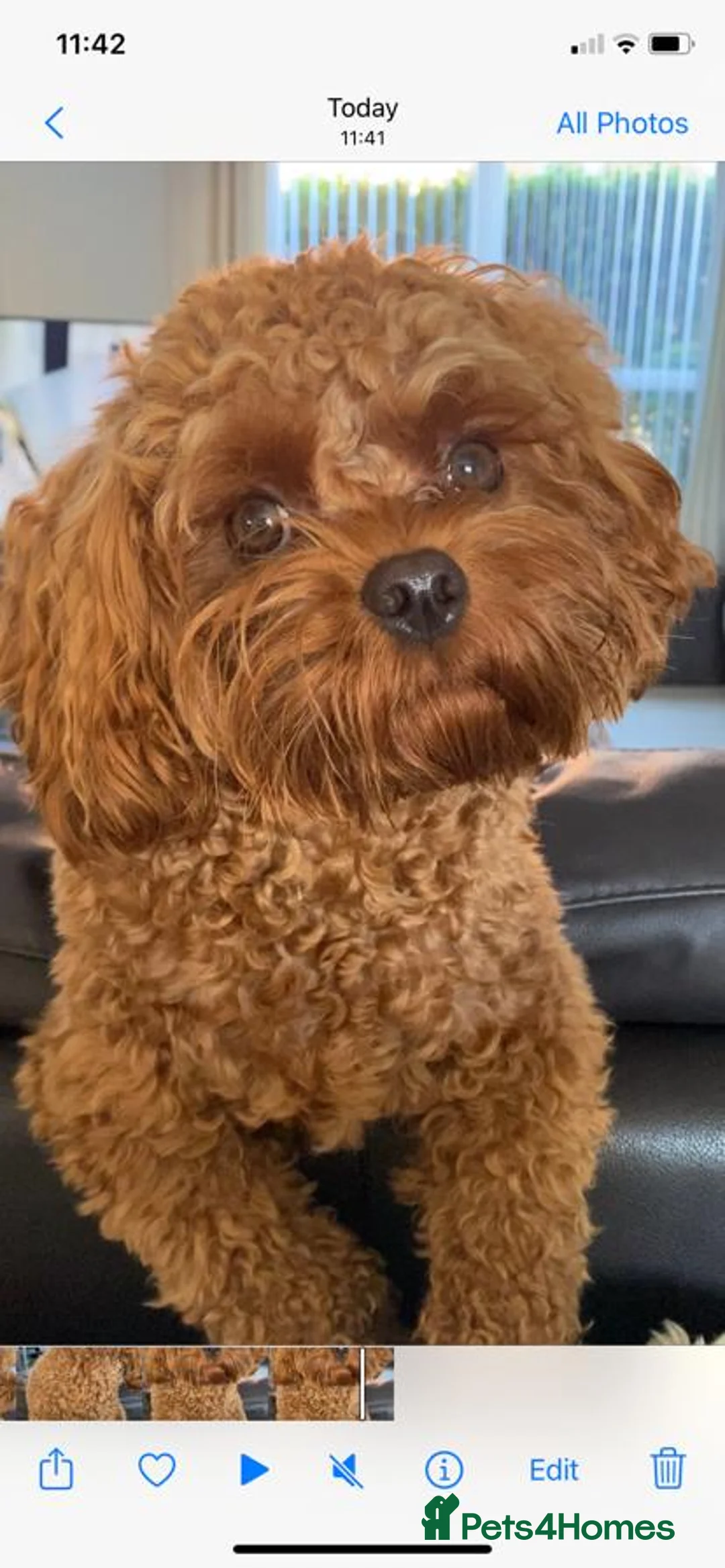 Gallery Image {{count}}