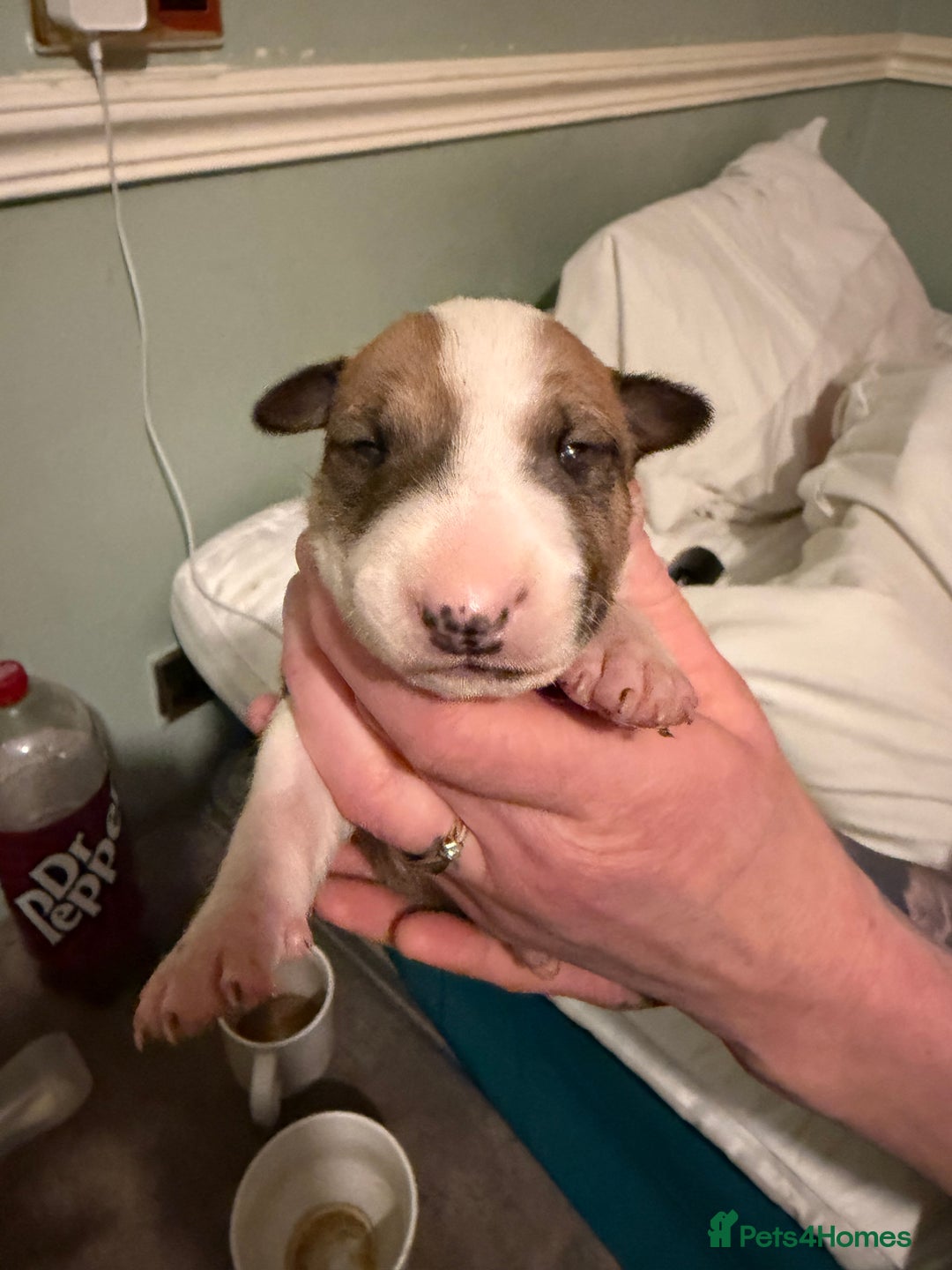 English Bull Terrier dogs for sale: English bull terriers 5 girls  - Advert 13